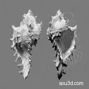 海螺多枝骨螺六角海星贝壳扇贝缀壳螺水字螺C4D模型3D海洋A920