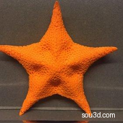 海星模型