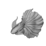鱼金鱼龙鱼招财鱼斗鱼立体圆雕图STL文件3D打印模型图纸合集2