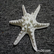 角海星