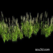 草 芦苇草 荻芒草 芒草 野青茅3D植物 模型