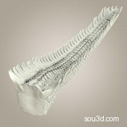 怪兽怪物尾骨尾巴爪子蝎尾鱼尾三维3D打印模型Reptile_C
