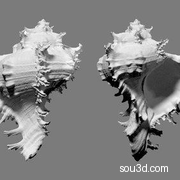 海洋生物海星贝壳扇贝多枝骨海螺水下动物C4D高精模型OBJ素材01