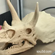 三角龙头骨复制品