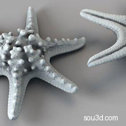 海洋贝壳海星C4D3d海螺扇贝海产品02