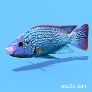 01海洋鱼类尼罗罗非鱼