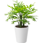 植物怪兽002