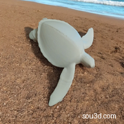 海龟